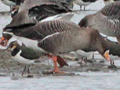 Greylag Goose x Greater White-fronted Goose hybrid